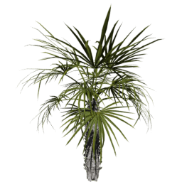 Sabal palmetto C spring summer