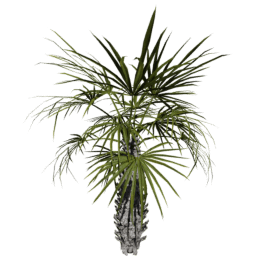 Sabal palmetto D spring summer