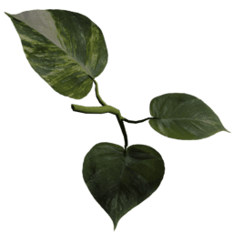 Epipremnum aureum B spring summer