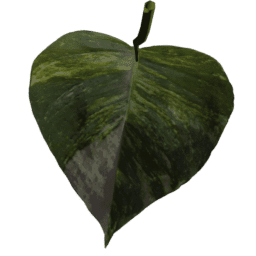 Epipremnum aureum C spring summer