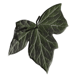 Vitis vinifera A spring summer