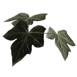 Vitis vinifera D spring summer