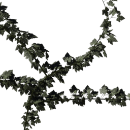 Vines Basic A spring summer