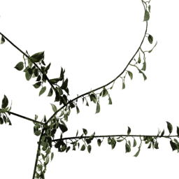 Vines Pothos B spring summer