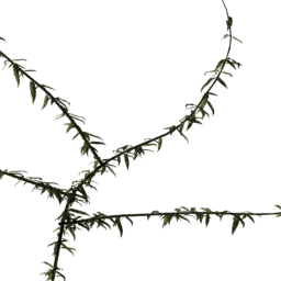 Vines Salix B spring summer