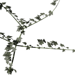 Vitis vinifera A spring summer