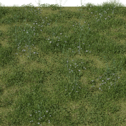 Weeds Alpine Meadow A spring summer