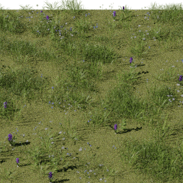 Weeds Alpine Meadow B spring summer