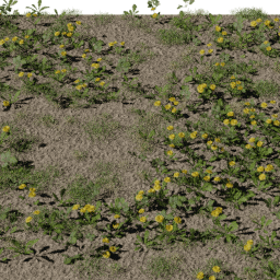 Weeds Dandelion field A spring summer