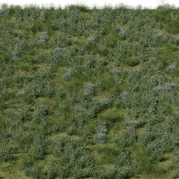 Weeds European Wet Meadow A spring summer