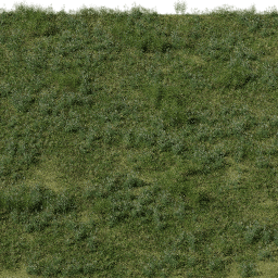 Weeds European Wet Meadow B spring summer