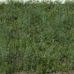 Weeds Pasture C spring summer