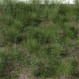 Weeds Riverbank A spring summer