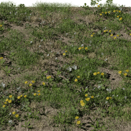 Weeds Short A spring summer