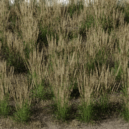 Weeds Steppe B summer autumn