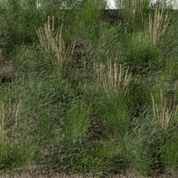 Weeds Steppe C spring summer