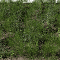 Weeds Swamp C spring summer