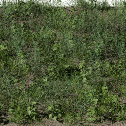 Weeds Tall B spring summer