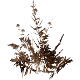 Artemisia vulgaris A autumn