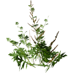 Artemisia vulgaris A spring