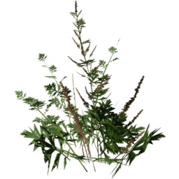 Artemisia vulgaris A summer