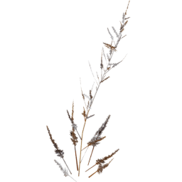 Artemisia vulgaris A winter