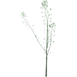 Capsella bursa pastoris A spring summer