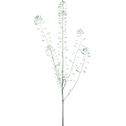 Capsella bursa pastoris B spring summer