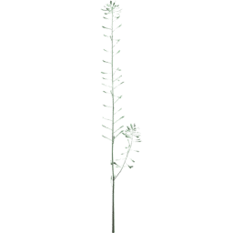 Capsella bursa pastoris C spring summer