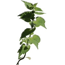 Lamium album B spring summer