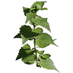 Lamium album C spring summer