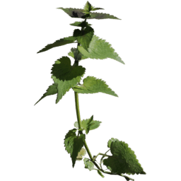 Lamium album E spring summer