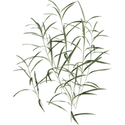 Paspalum distichum A spring summer