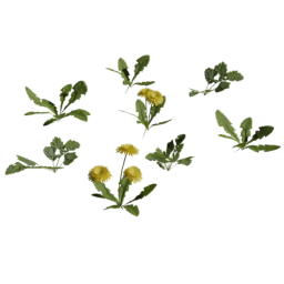 Taraxacum officinale A spring summer