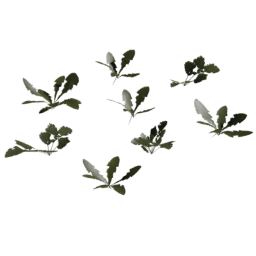 Taraxacum officinale D spring summer