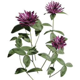 Trifolium pratense B spring summer