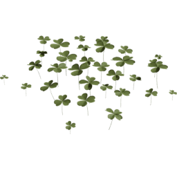 Trifolium repens A spring summer