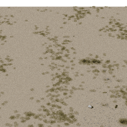 Desert AS B summer