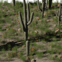 Desert NA B spring summer autumn