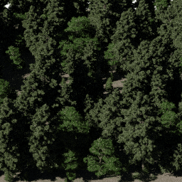 Forest AS con A spring summer autumn