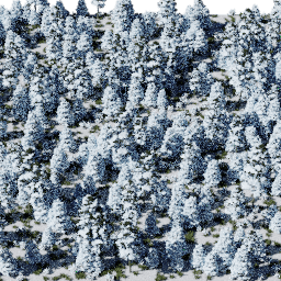 Forest EU con A winter