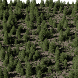 Forest EU con B spring summer autumn