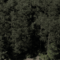 Forest NA con D spring summer autumn