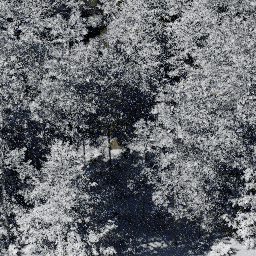 Forest NA con D winter