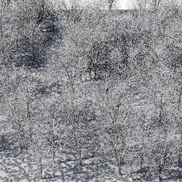 Forest EU dec B winter