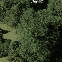 Forest NA dec A spring summer