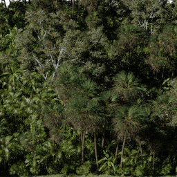 Forest AS tropical A spring summer