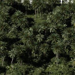 Tropical AF B spring summer autumn