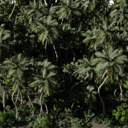 Tropical NA C spring summer autumn