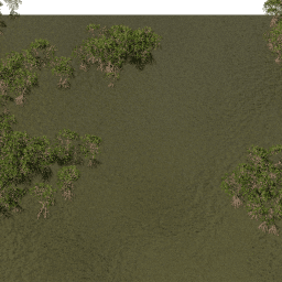 Mangroves A summer